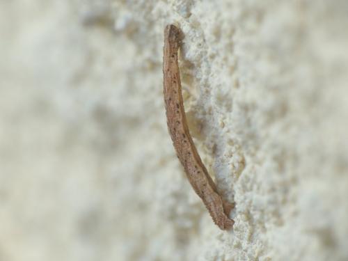Idaea seriata